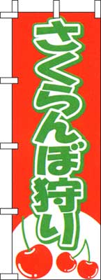 のぼり旗「さくらんぼ狩り」